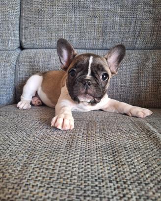Bulldog francese Cuccioli