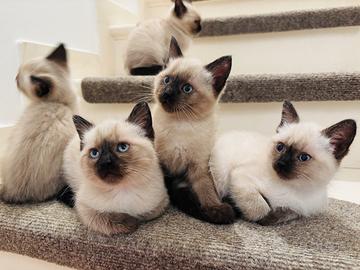 Siamese