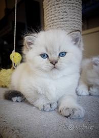 Gattini SCOTTISH BRITISH shorthair