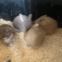 Coniglietto nano ariete