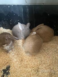 Coniglietto nano ariete