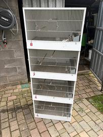 Gabbie allevamento uccellini