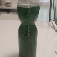 Phitoplacton e zooplancton