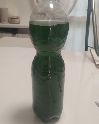 Phitoplacton e zooplancton