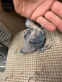 Parrocchetto dal collare Pulli da imbecco