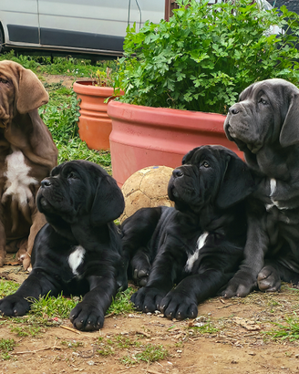 Mastino Napoletano