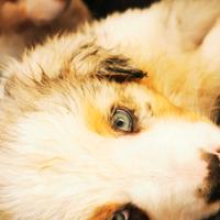 Cuccioli pastore australiano