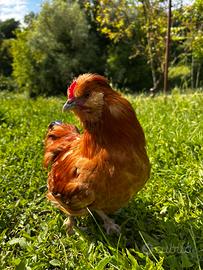 Gallo incrocio Moroseta Ovaiola