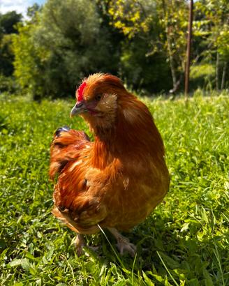 Gallo incrocio Moroseta Ovaiola