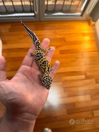Geco Leopardino Normal 5 Mesi