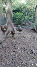 Galline ornamentali