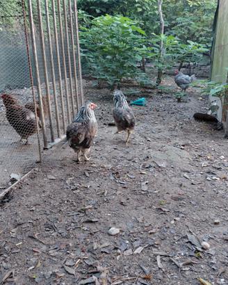 Galline ornamentali