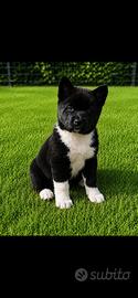 Cuccioli di Akita americano