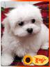 cuccioli-di-maltese