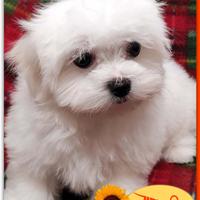 Cuccioli di MALTESE