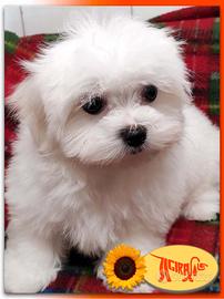 Cuccioli di MALTESE