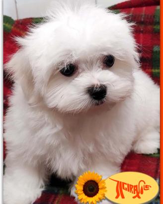 Cuccioli di MALTESE