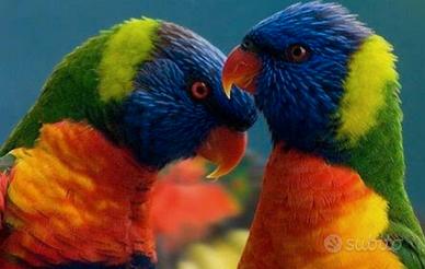 Coppia riproduttiva lori arcobaleno ?