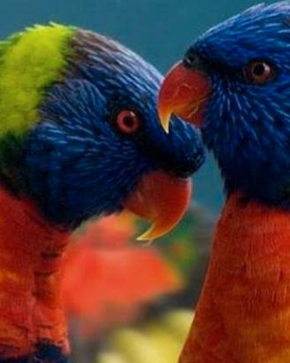 Coppia riproduttiva lori arcobaleno ?