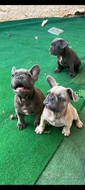 cuccioli bulldog francesi esotici