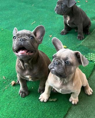 cuccioli bulldog francesi esotici