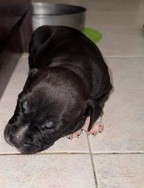 Cuccioli di Amstaff