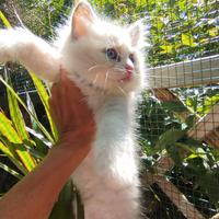 Micini RAGDOLL con Pedigree