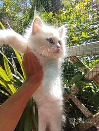 Micini RAGDOLL con Pedigree
