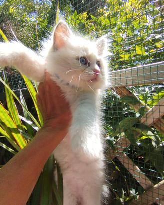 Micini RAGDOLL con Pedigree