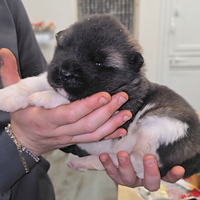 Cuccioli akita americano