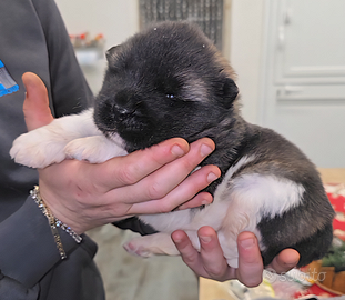 Cuccioli akita americano