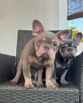 Maschietto bulldog francese