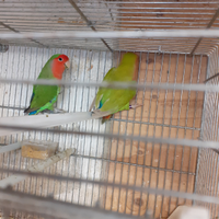 Uccellini Agapornis roseincollins N.T