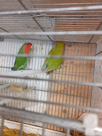 Uccellini Agapornis roseincollins N.T