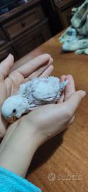Inseparabili