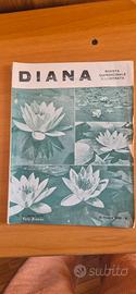 Rivista Diana Caccia N. 11 del 15 Giugno 1932 - An