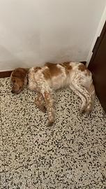 Mix di setter brento