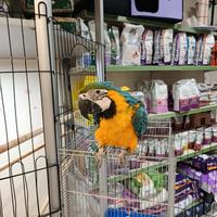 Cucciolo di pappagallo ara arauna