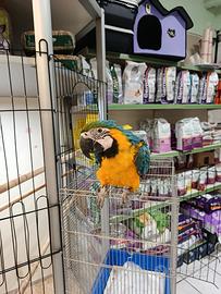 Cucciolo di pappagallo ara arauna