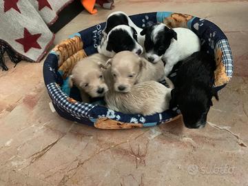 Cuccioli di maltipoo