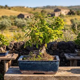 Bonsai di Sagerezia, Pianta Unica 27 cm, 19 Anni