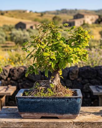 Bonsai di Sagerezia, Pianta Unica 27 cm, 19 Anni