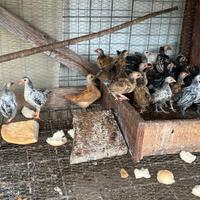 Galline