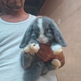 cucciolo ariete minilop