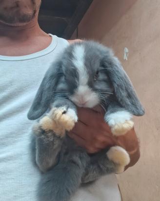 cucciolo ariete minilop