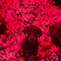 Dobermann Femmina Marrone