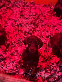 Dobermann Femmina Marrone