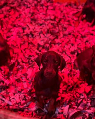 Dobermann Femmina Marrone