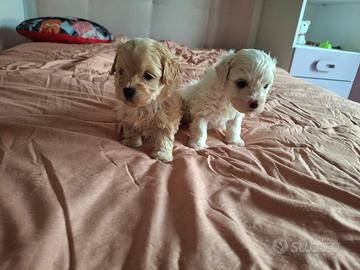 Cuccioli di Maltipoo