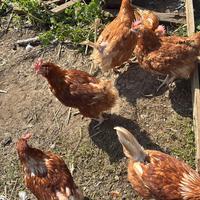 Galline ovaiole